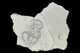 Cretaceous Brittle Star (Ophiura) Fossil - Texas #143667-1